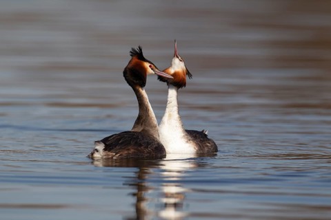 Great crested grebe (Podiceps cristatus) two adult birds performing their love courtship display on