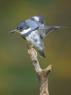 Belted Kingfisher (Megaceryle alcyon) male perched on a branch, Colorado, USA
