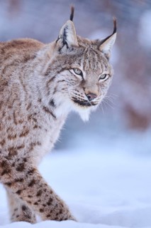 Eurasian lynx (Lynx lynx) walking in the snow, Wildpark Aurach, Kitzbühl, Tirol, Austria