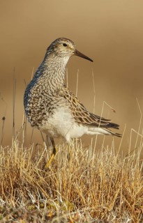 Pectoral Sandpiper (Calidris melanotos) on the tundra in Northern Alaska