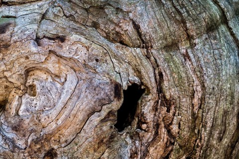 Bark structures, Primeval forest Urwald Sababurg, Weser Uplands, Weserbergland, Hesse, Germany