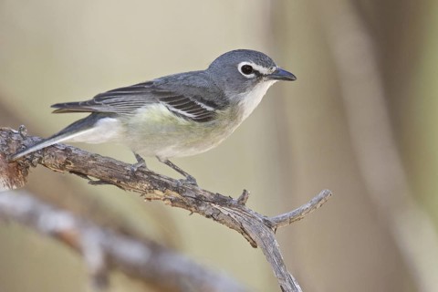 Plumbeous Vireo (Vireo plumbeus) perched on a branch in southern Arizona, USA
