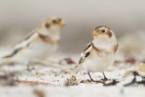 Snow Bunting - Schneeammer - Plectrophenax nivalis ssp. nivalis, Germany