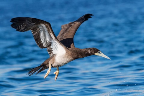 Brown Booby (Sula leucogaster) flying, Eilat, Israel