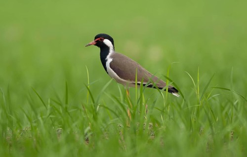 Red-wattled Lapwing (Vanellus indicus) standing alert in a green field, Sreepur, Gazipur,