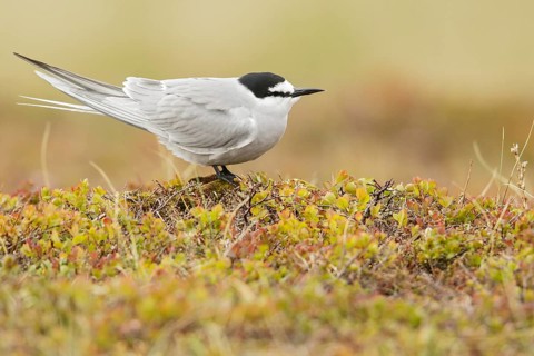 Aleutian Tern (Onychoprion aleuticus) perched on the tundra in Nome, Alaska