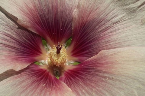 Petals with pistil of a hollyhock (Alcea rosea), red pink petals, close-up, Weilbacher Kiesgruben,
