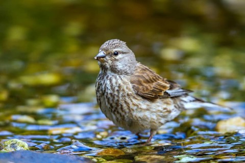 Bluthaenfling Weibchen im Bach