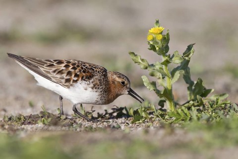 Red-necked Stint (Calidris ruficollis) foraging, Dornod Province, Mongolia