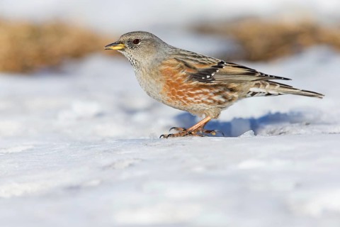 Alpenbraunelle, Alpine Accentor, Prunella collaris, Accenteur alpin, Acentor Alpino