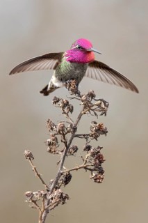Anna's Hummingbird (Calypte anna) perched on a branch near Victoria, BC