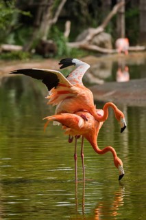 Mating American flamingo (Phoenicopterus ruber) pink bird in pond