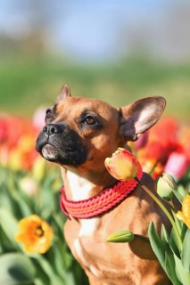Brown mixed breed dog with woven paracord collar sitting in a colorful spring flower tulip field