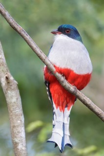Cuban Trogon (Priotelus temnurus) perched on a branch in Cuba