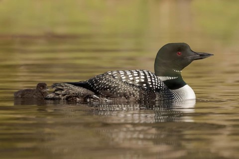 Great Northern Loon (Gavia immer) with chick, British Columbia, Canada