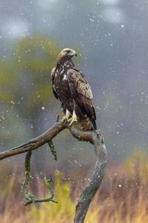 European golden eagle (Aquila chrysaetos chrysaetos) immature perched on branch in moorland,
