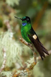 Buff-winged Starfrontlet (Coeligena lutetiae) perched on a branch in the Andes Mountains of