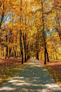 Autumn colors, fall in park with yellow leaves foliage trees
