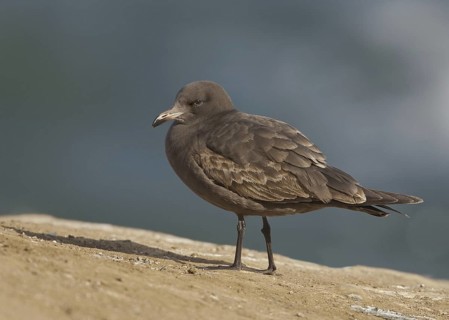 Heermann's Gull (Larus heermanni), California, USA