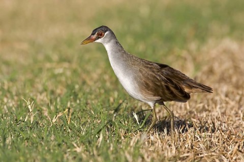 White-browed Crake (Porzana cinerea), Kimberley, Western Australia, Australia