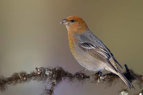 Pine Grosbeak - Hakengimpel - Pinicola enucleator, Finland