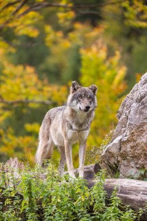 A Eurasian gray wolf (Canis lupus lupus) stands, framed by leaves, on a hill between rocks and