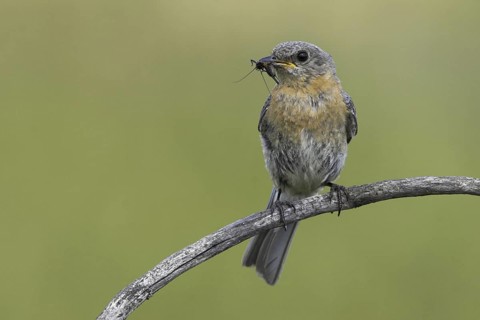 Eastern Bluebird (Sialia sialis), Ontario, Canada