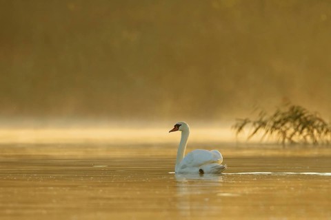 Mute Swan (Cygnus olor), Poland