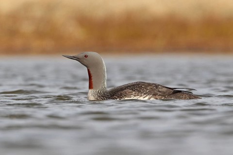Sterntaucher (Gavia stellata)