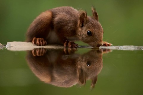 Close-up of a curious squirrel delicately drinking from a serene lake in a lush forest setting,