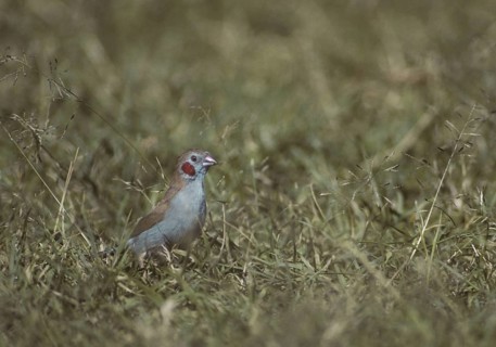 Red-cheeked Cordon-bleu (Uraeginthus bengalus) male, Kenya