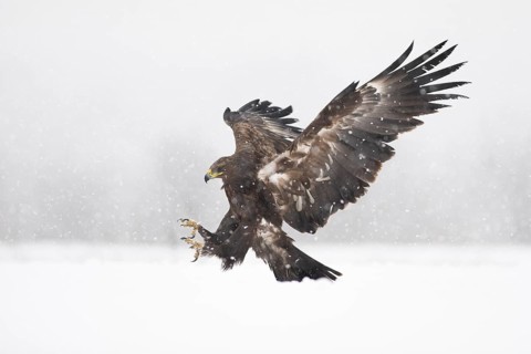 Greater Spotted Eagle (Clanga clanga) landing on snow, Subotica, Serbia