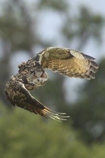 Eurasian Eagle-Owl (Bubo bubo), United Kingdom