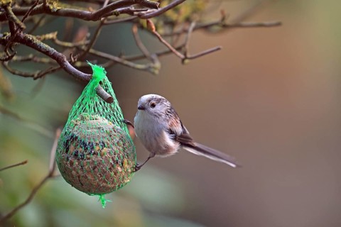 Long-tailed Tit (Aegithalos caudatus), hanging on a tit dumpling, Arnsberg, North Rhine-Westphalia,