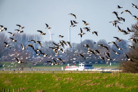 Bislicher Insel, nature reserve on the Rhine, Altrheinarm, near Xanten, Lower Rhine, Wesel