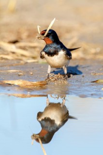 Barn Swallow (Hirundo rustica) looking for nesting material, Andalusia, Spain