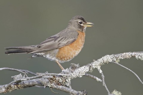 American Robin (Turdus migratorius) singing, British Columbia, Canada