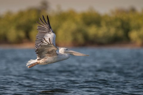 Pink-backed Pelican (Pelecanus rufescens) flying, Senegal