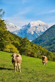 Cattle (Bos taurus) on a meadow with the mountains in the background, autumn, Bavaria, Germany