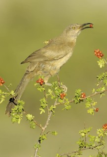 Curve-billed Thrasher (Toxostoma curvirostre), Texas, USA