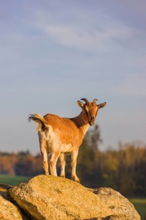 An African Pygmy goat Capra aegagrus hircus) stands on top of a rock, looking around