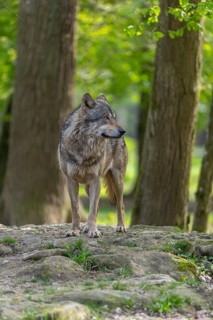 One eurasian gray wolf (Canis lupus lupus) standing on a rock in an open forest. Grass, logs and