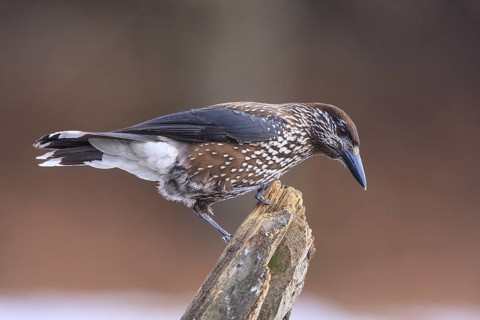 Spotted Nutcracker (Nucifraga caryocatactes), Carinthia, Austria