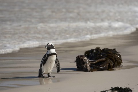 African Penguin (Spheniscus demersus) coming ashore, South Africa