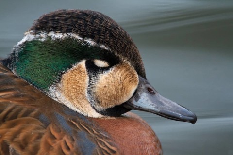 Baikal Teal (Sibirionetta formosa) male, Schleswig-Holstein, Germany