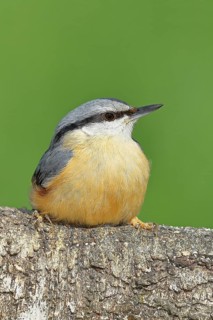 Nuthatch (Sitta europaea) sitting on a fallen birch trunk, Animals, Birds, Siegerland, North