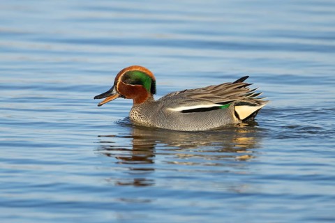 Common teal (Anas crecca) duck adult male bird calling on a lake, RSPB Minsmere nature reserve,