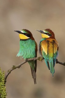 European Bee-eater (Merops apiaster), Lake Neusiedl, Austria