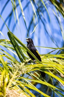 Yellow-rumped cacique (Cacicus cela) Pantanal Brazil