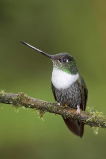 Collared Inca (Coeligena torquata), Ecuador